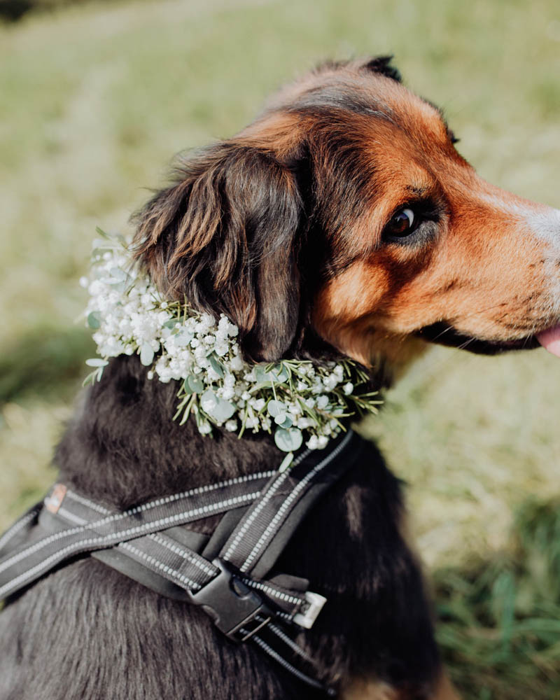 Hund mit Blumenkranz um den Hals
