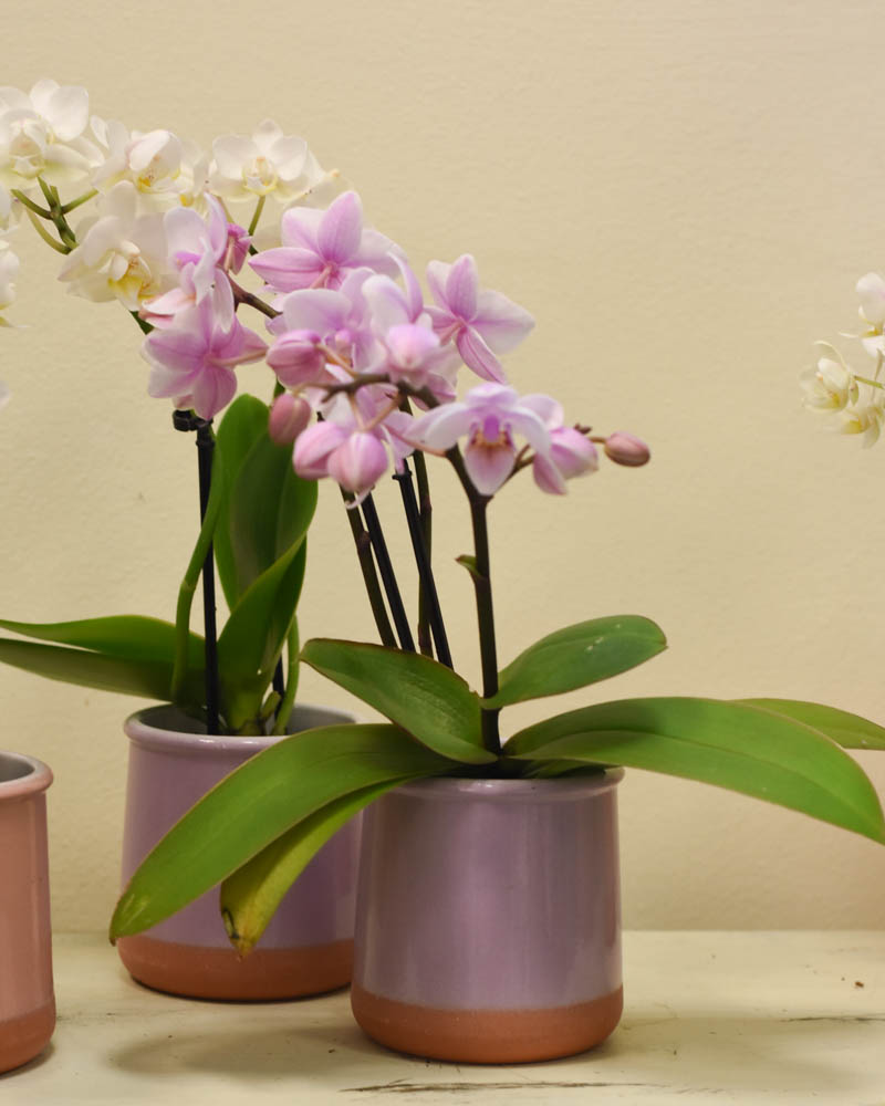 rosa und weiße Orchidee